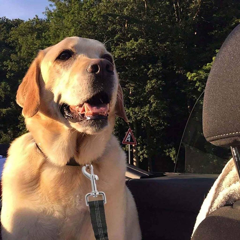 Ζώνη ασφαλείας σκύλου για το αυτοκίνητο